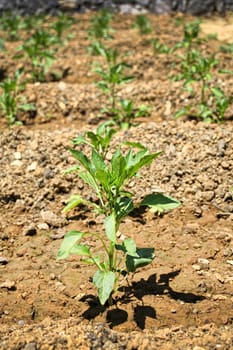 close up shot of organic plants in field.