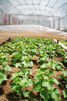 close up shot of organic plants in greenhouse.