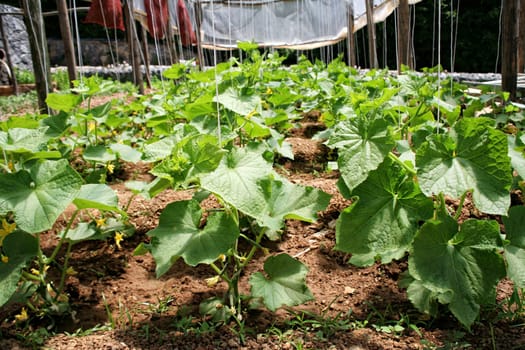 close up shot of organic plants in greenhouse.