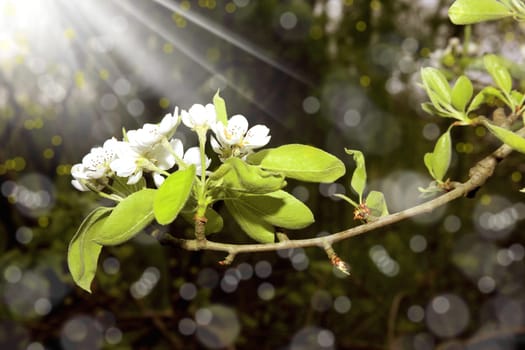 close up shot of spring blossom and light