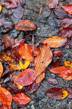 elevated view of close up colorful autumn leaves.