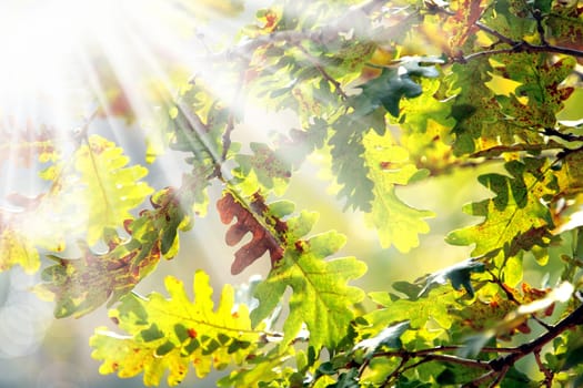 Background image of colorful autumn leaves and light