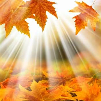Background image of colorful autumn leaves and light
