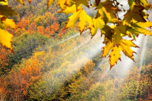 Background image of forest with colorful autumn leaves