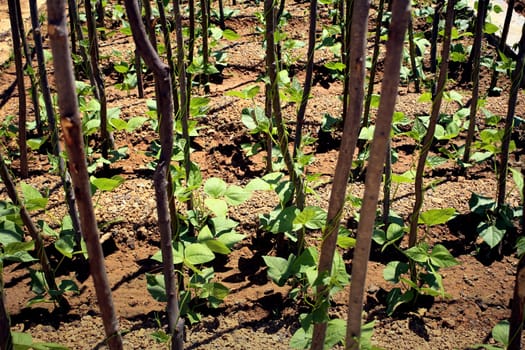 close up shot of organic plants in field.