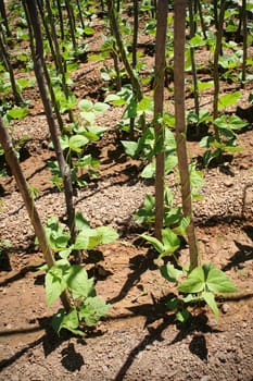 close up shot of organic plants in field.