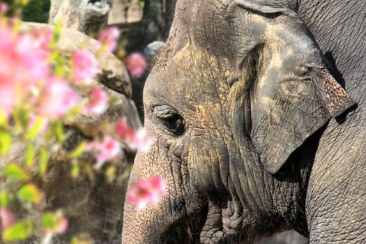 close up shot of an elephant