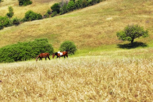 horses eating grass on green field