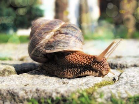 close up shot of snail on the road