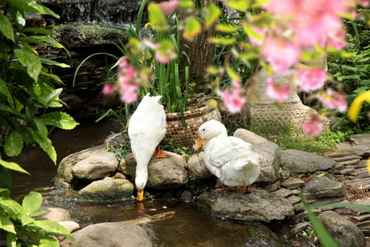 close up shot of two white ducks
