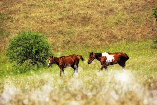 horses eating grass on green field