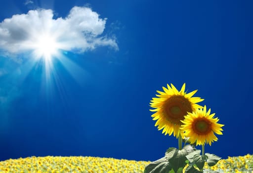 an image of sunflower and blue sky