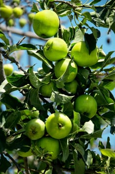 close up shot of apple trees