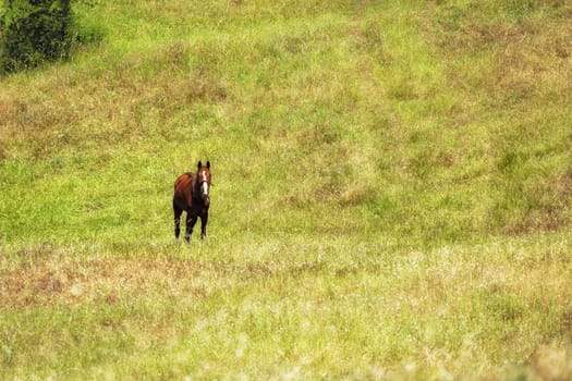 horse on green field