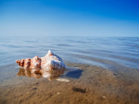 Close-up of a striped helmet snail (Pleuroploca trapezium) three quarters of the water covered in the mudflats.
