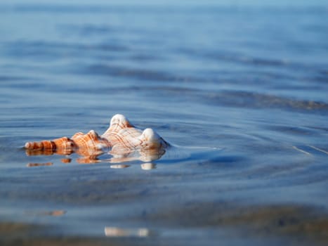 Close-up of a striped helmet snail (Pleuroploca trapezium) three quarters of the water covered in the mudflats.