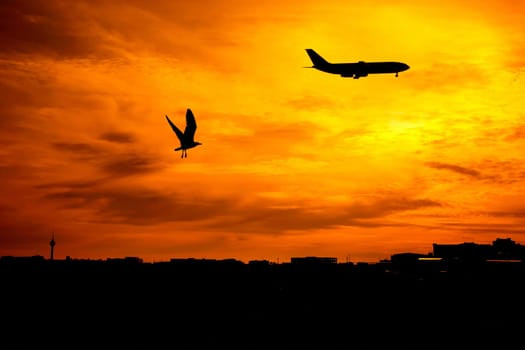 silhouetted flying bird and commercial airplane over sunset.
