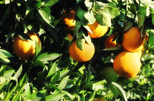 close up shot from orange tree and fresh oranges.