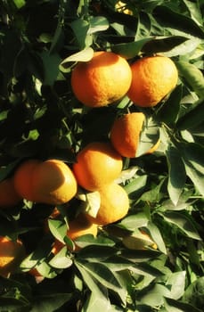 close up shot from orange tree and fresh oranges.