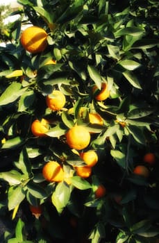close up shot from orange tree and fresh oranges.