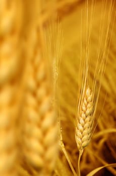 close up shot from wheat field.