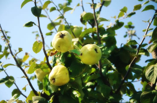 close up shot of quince tree with fresh quinces.