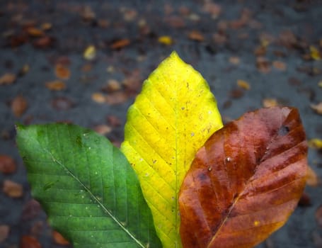 close up shot of colorful autumn leaves in forest