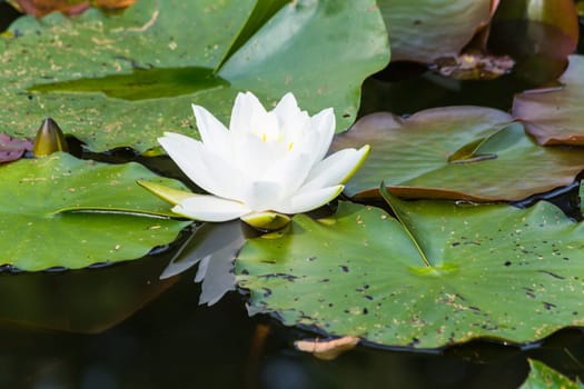 Nymphaea lotus, water lily has white petals, yellow stamens and green pads.