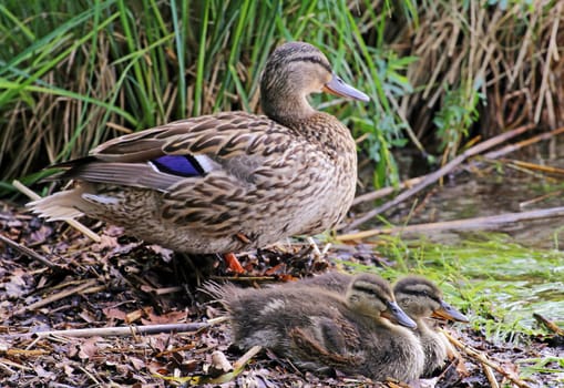Female mallard with adolescent ducklings on the lakeshore