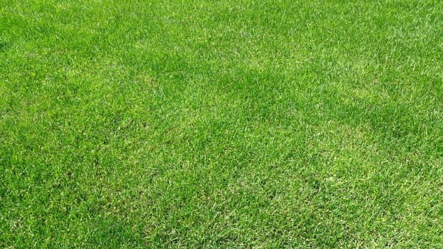 Green grass natural, just cut. Ideal for texture, backgrounds and concepts.