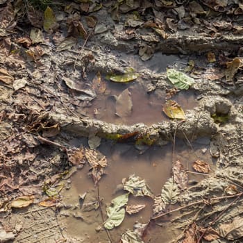 Puddle of mud with tire track texture and fallen leaves