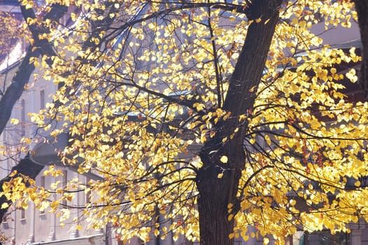 Autumn park on sunny day