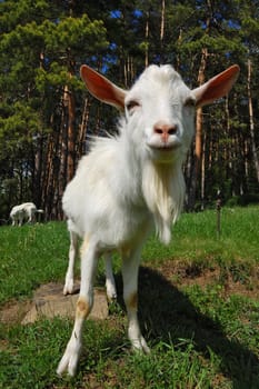 Goat grazing on field