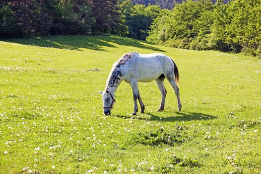 Horse grazing