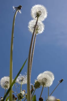 Close up of a  Dandelion