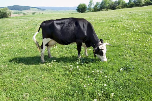 Holstein-Friesian cow grazing on field