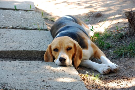 Beagel resting on hot summer day