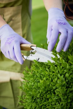 Gardener pruning a privet hedge or topiary in spring with a large pair of pruning shears, close up on gloved hands