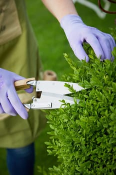 Woman pruning an ornamental privet hedge in a garden using a sharp pair of shears trimming back the spring growth of fresh leaves