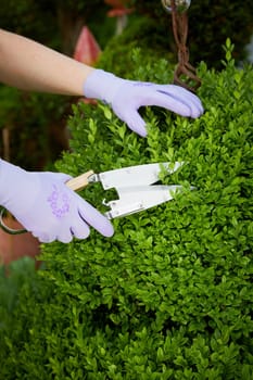 Woman pruning a topiary or box wood hedge in spring cutting back the fresh green leaves to maintain the shape in a close up view of her hands and shears