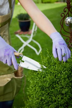 Anonymous person in gloves using sharp pruner and shaping green lush bush in summer garden