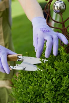 Gardener pruning and shaping a privet topiary in spring with large flat sharp shears in a close up view on the hands