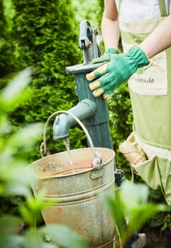 Woman filling an old metal bucket with water at a vintage garden pump viewed through the greenery of a privet hedge in spring