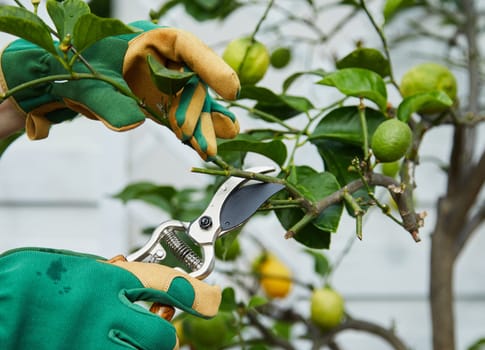 Gardener pruning a young lemon tree in spring using pruning shears or secateurs with ripening fruit in a close up view of the hands and garden tool