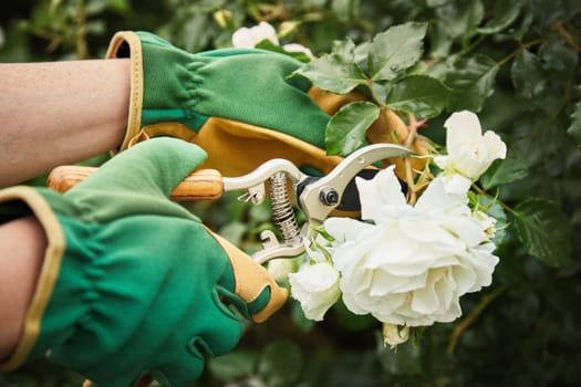 Gardener picking a beautiful white rose on a bush using a pair of secateurs in a close up view of the hands