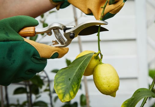 Gardener picking ripe yellow lemons hanging on a branch on a tree using secateurs or pruning shears in a close up view of gloved hands and the garden tool
