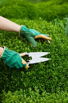 Hands of a gardener pruning back an boxtree privet hedge during spring using a large pair of shears