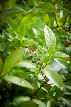 Cluster of green blueberries ripening on the bush in spring viewed through green leaves with selective focus to the berries