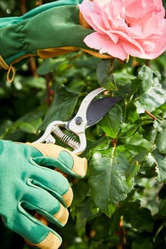 Gardener picking a pink rose on the bush in spring sunshine using secateurs in a closeup view of the hands