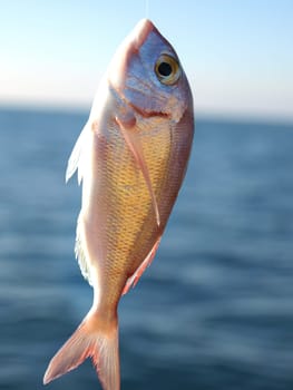 gold fish on the hook